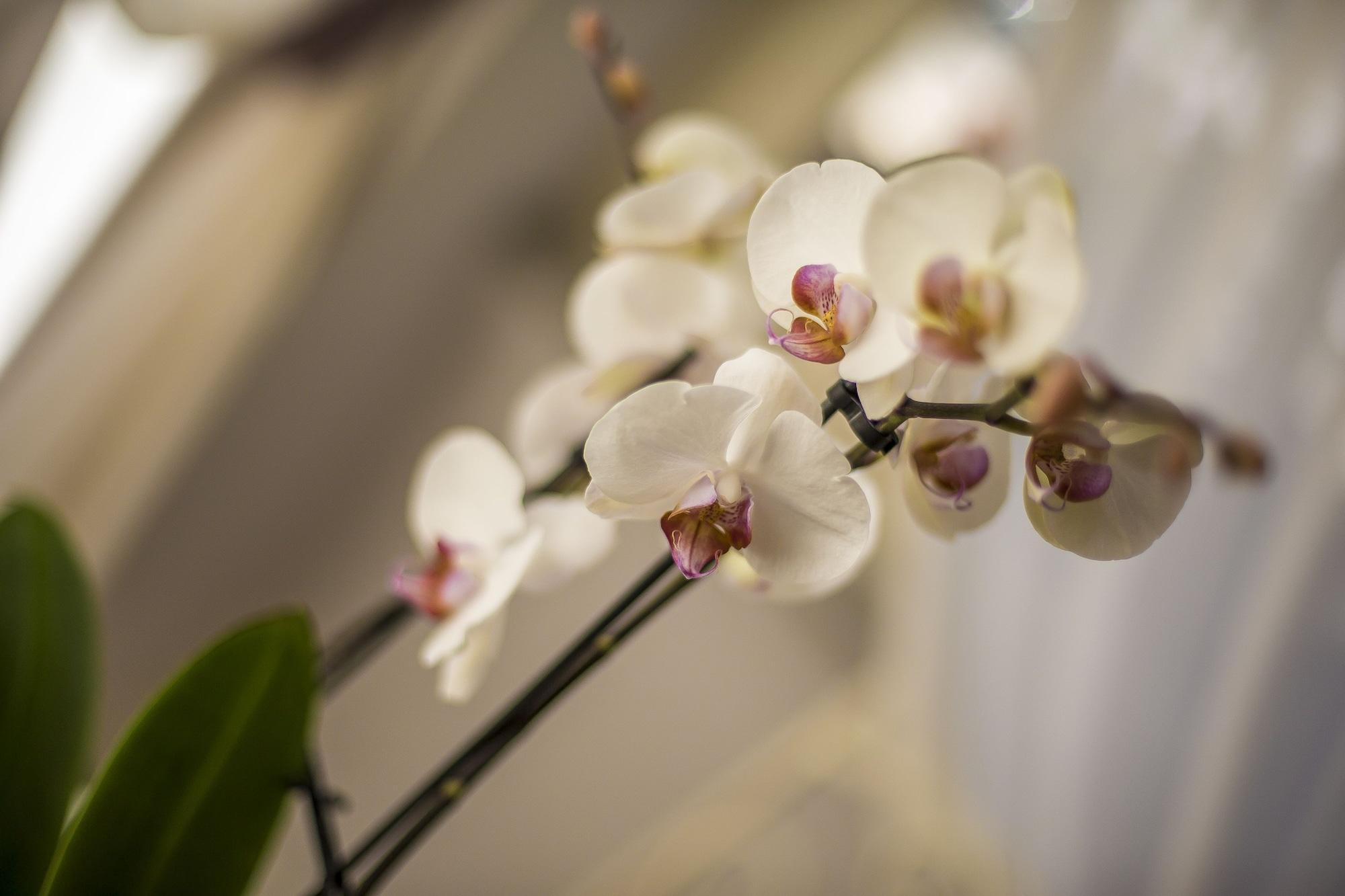 Trastevere Royal Suite โรม ภายนอก รูปภาพ